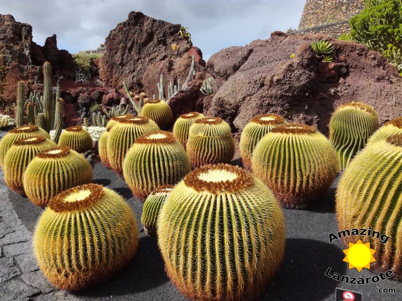 Jardín de Cactus