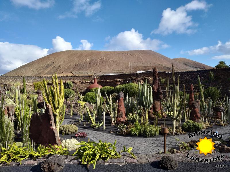 Cactus Garden - Jardín de Cactus