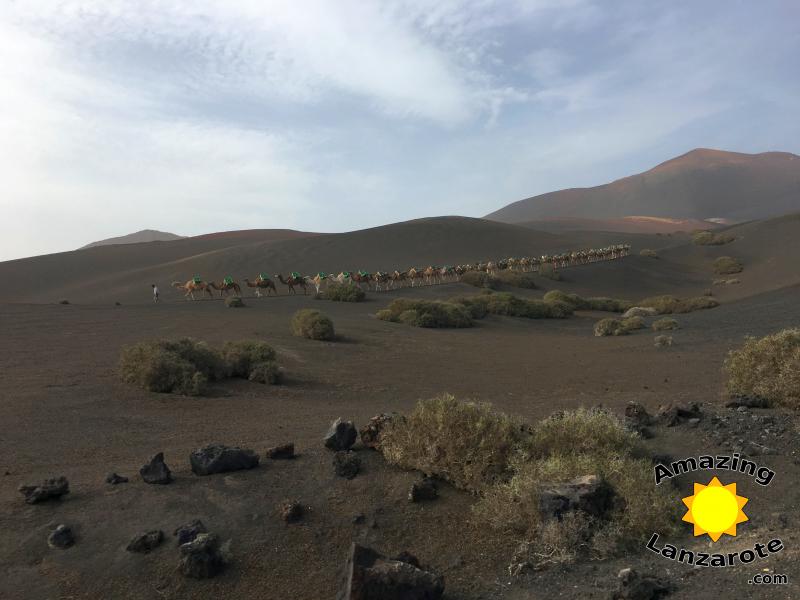 Timanfaya Camel Ride
